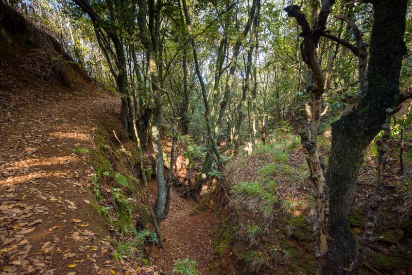 Sombra del Laurel - foto 37