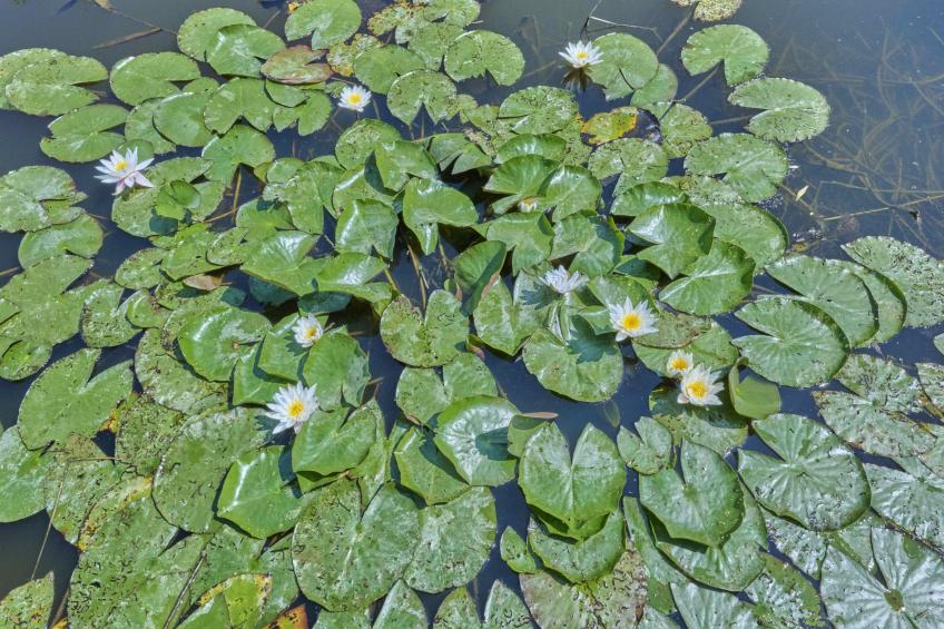 Poldergeluk - foto 17