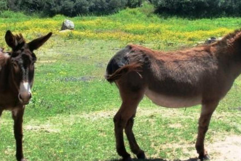 Anwesen "Oase der Ruhe in der Natur" mit Terrasse - foto 19