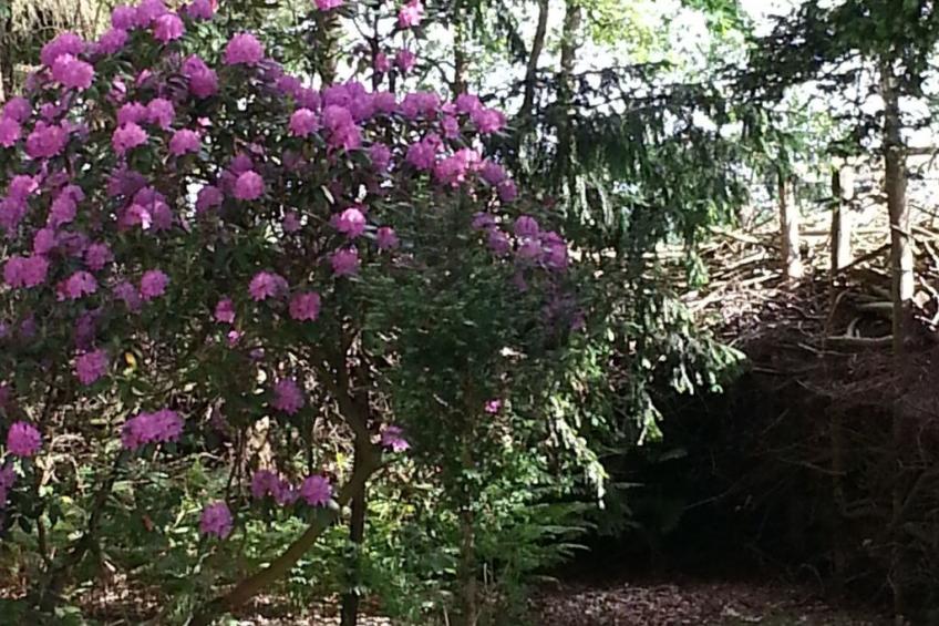 in Bad Bederkesa mit Garten - foto 15