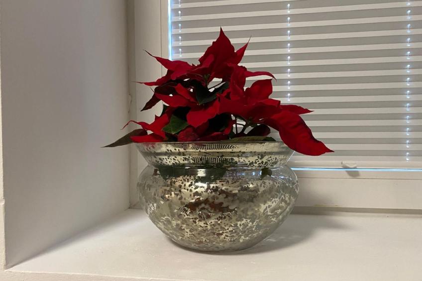 in Hameln mit Garten - foto 3