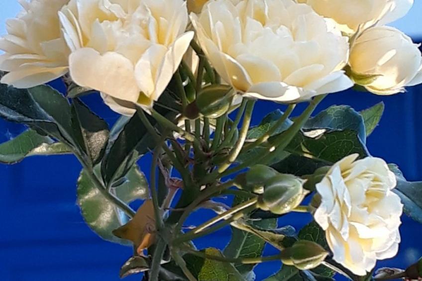 Quinta D'Avó Amélia, wunderschönes Landhaus zwischen den Bergen und dem Meer - foto 39