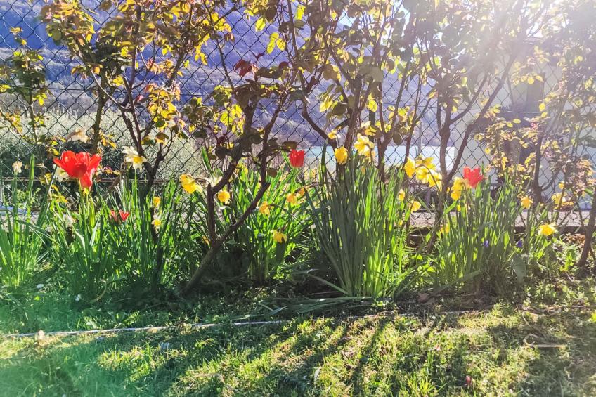 Papaveri e Papere - foto 31