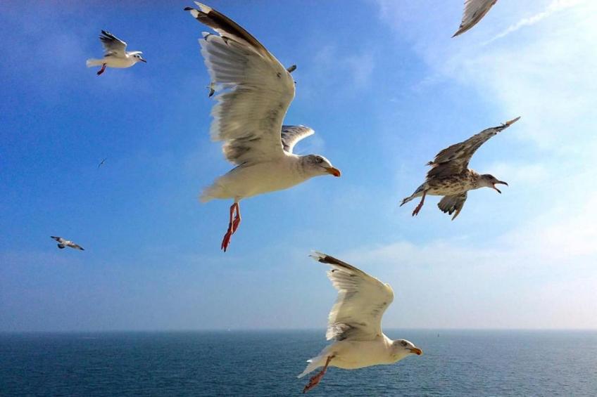 Villapark De Koog 1 - foto 34