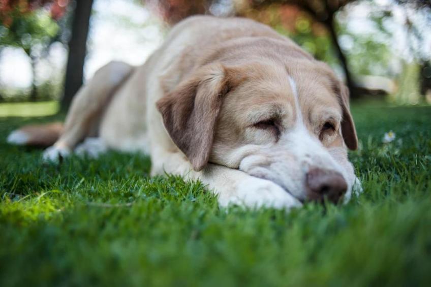 Portico della Volpe - foto 37