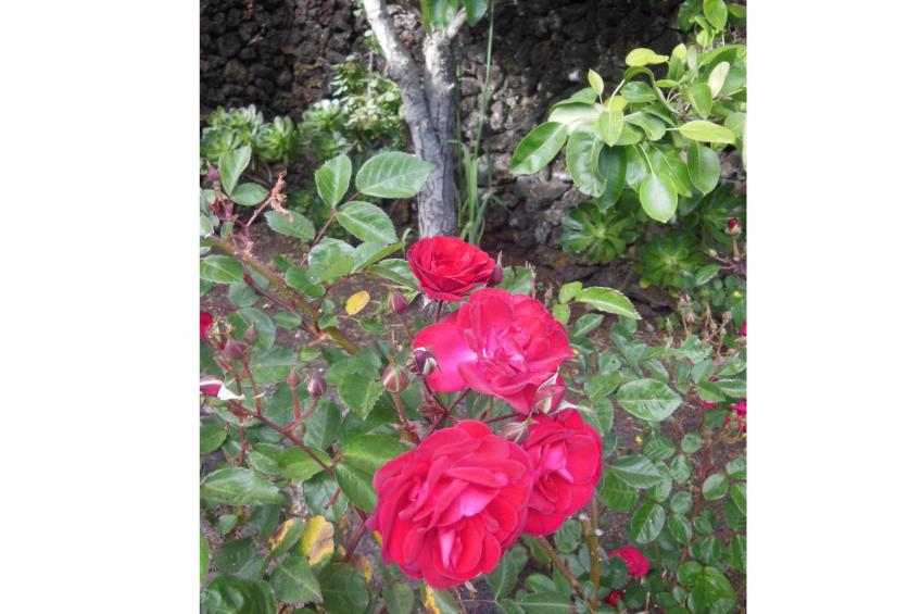 Traditionelles kanarisches Landhaus - foto 51