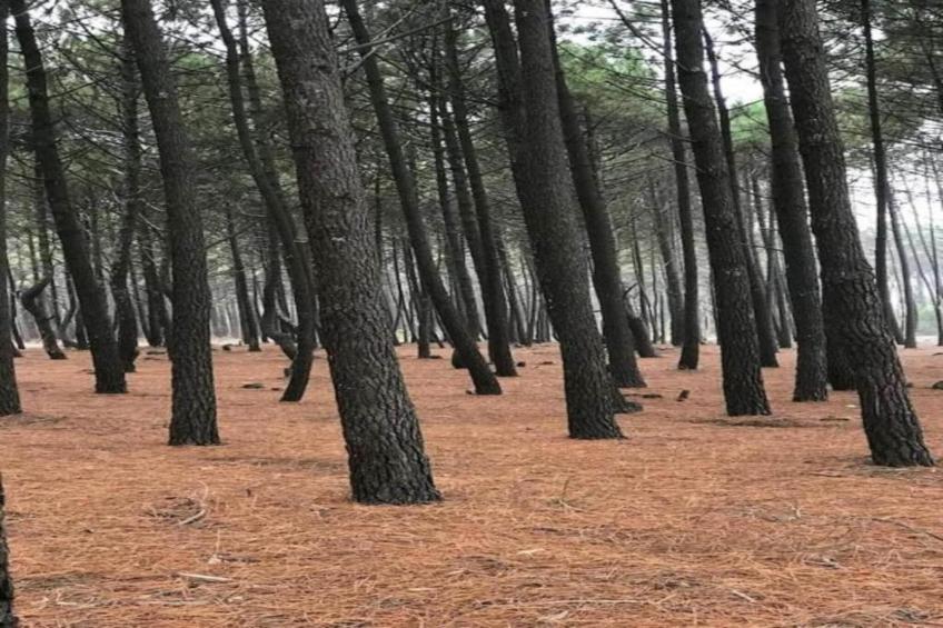 Villa Belle Suzette - foto 37