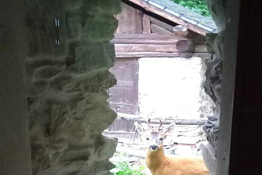 Rustico Raslina - foto 33