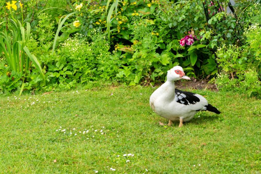Squire, Quinceborough Farm - foto 21