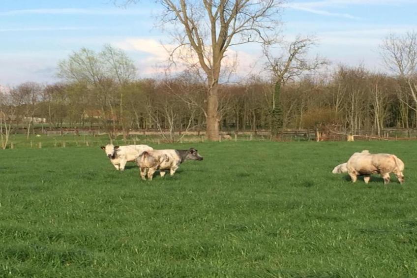 Sylvies lodge - foto 20