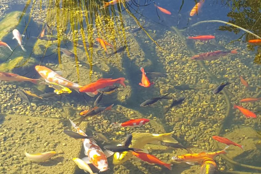 Komfortwohnung - foto 29