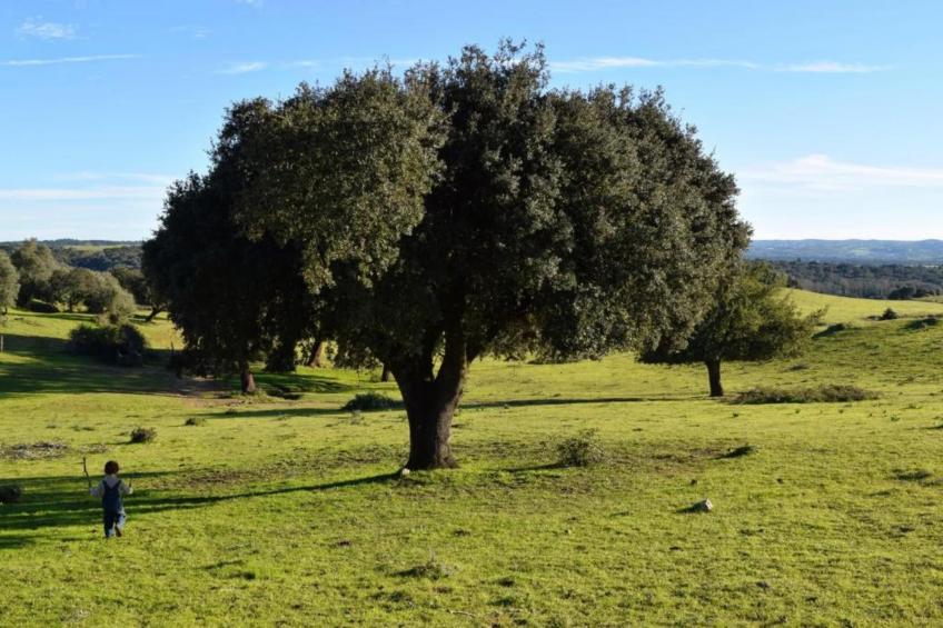 Casa do Forno - foto 40