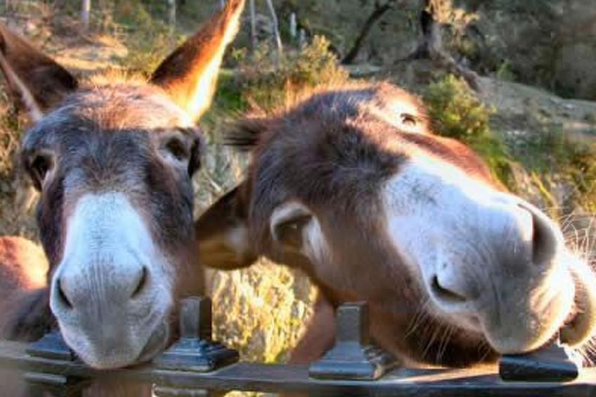 Schönes Steinhaus El Aquila - foto 14