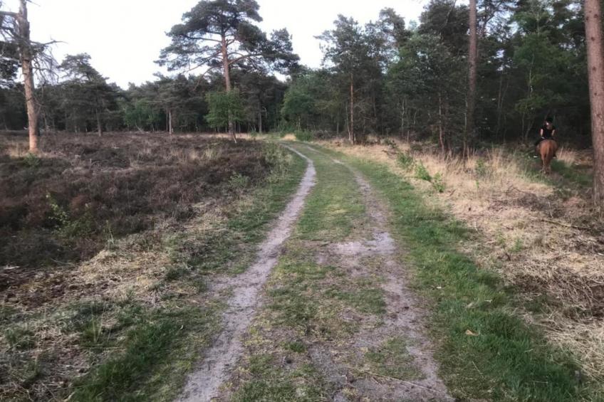 Wildzicht 253 - foto 31