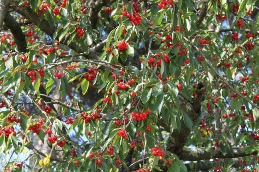 Villa Bobolino auf dem Lande mit privatem Pool - foto 36