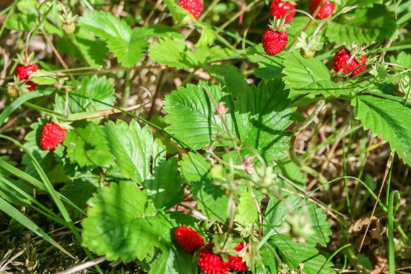 Viehko, mustosen lomamökit - foto 25