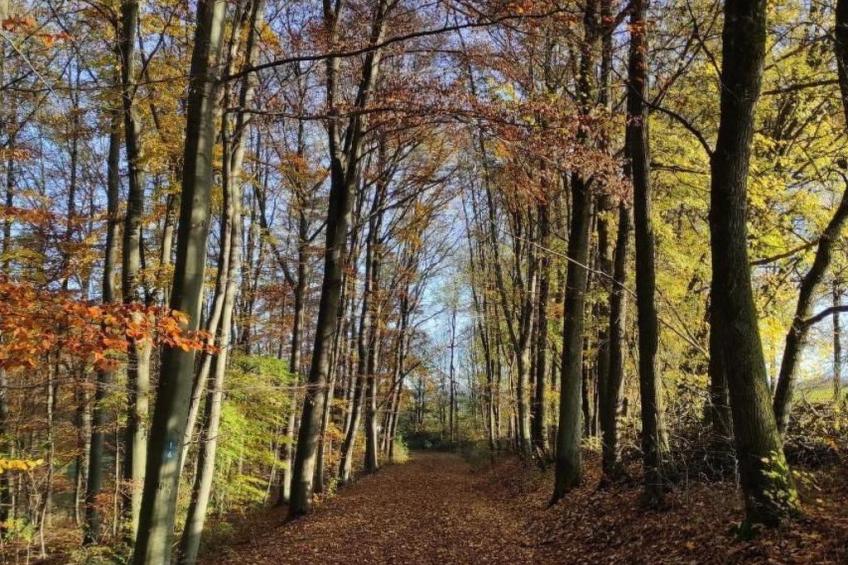 Gemütliches Ferienhaus Bungalow SixtyTwo - foto 20