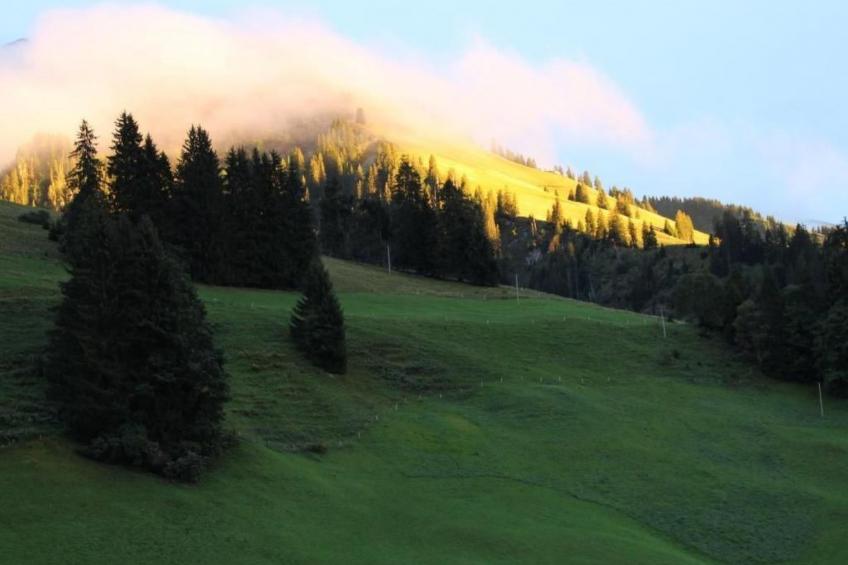 Gsässweid - foto 27