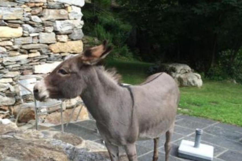 weg von der Zuvielisation - foto 21