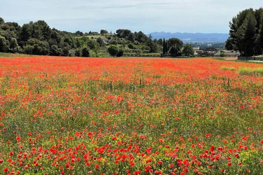 Fleurs De Provence - foto 16