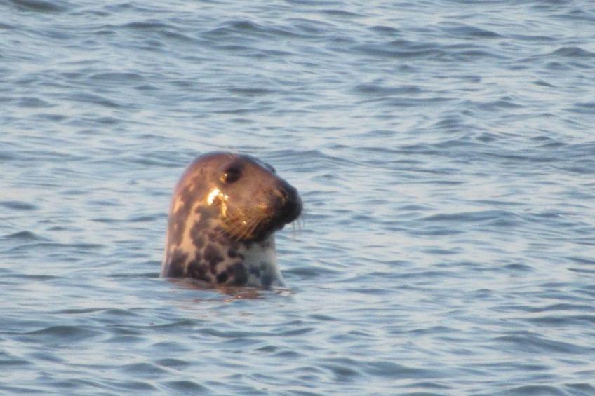 Gemütliches Mobilheim mit 3 Schlafzimmern - foto 7