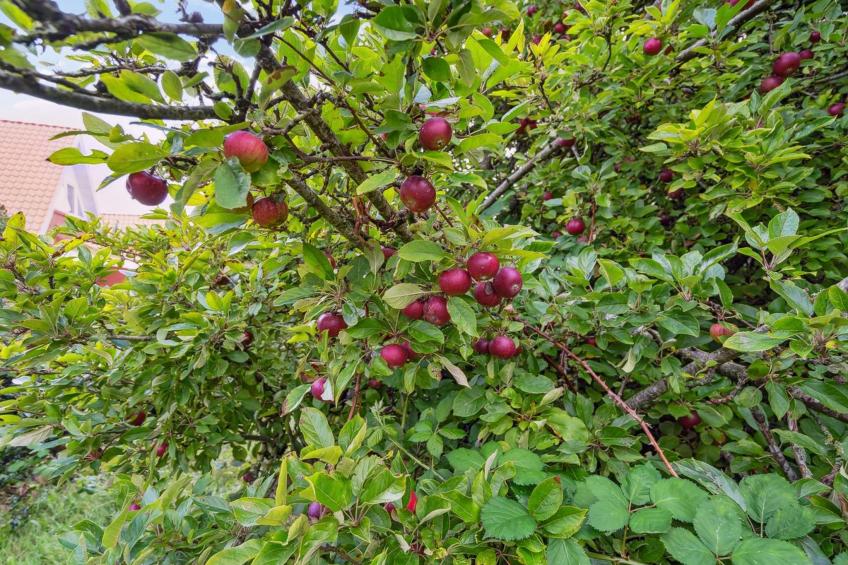 "Magh" - 9.8km from the sea in Western Jutland - foto 2