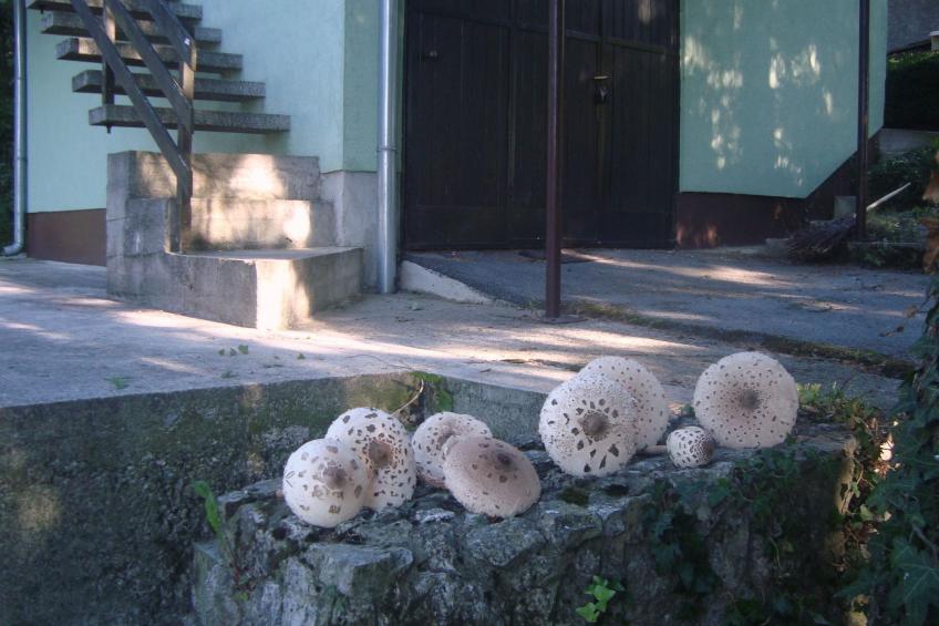 mit Terrasse, Grill und Garten - foto 48