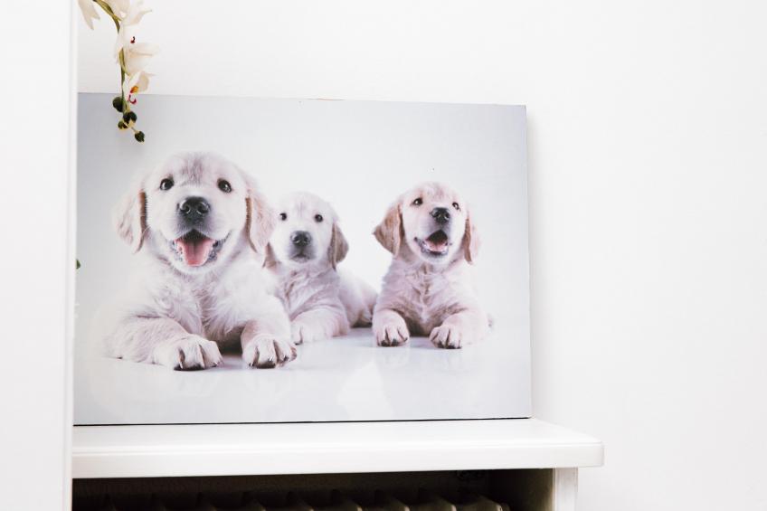 Hubertus III - foto 24