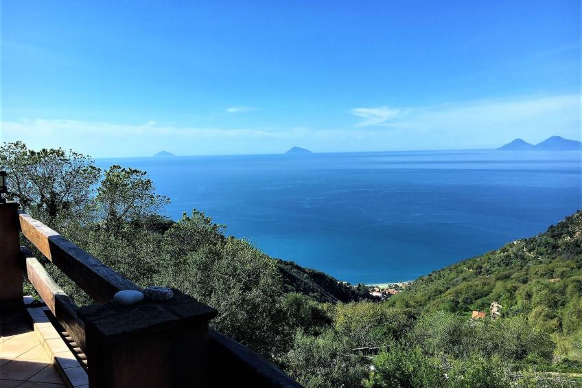 Flache Zeder - foto 14