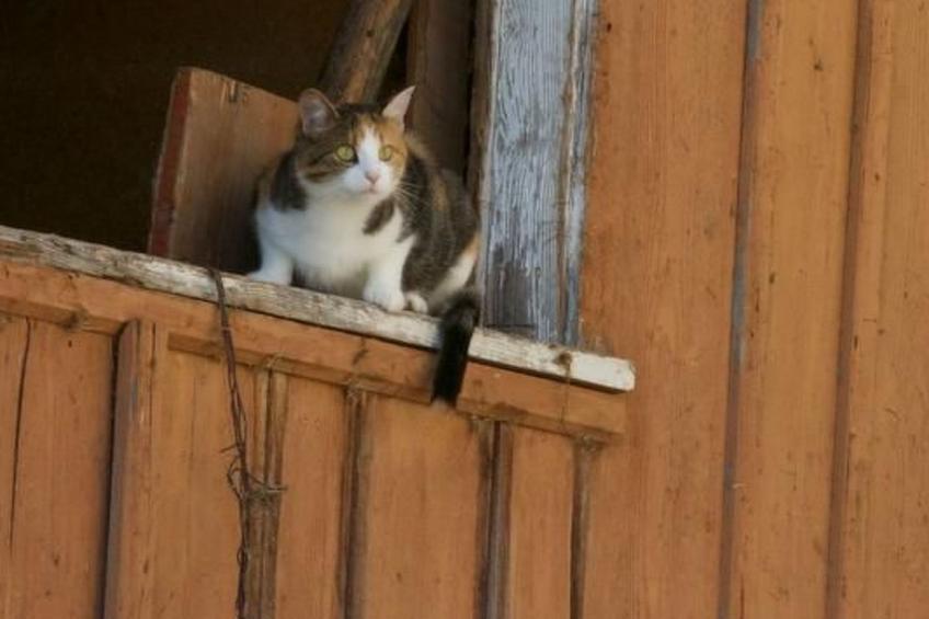 Hasenbüel - foto 21