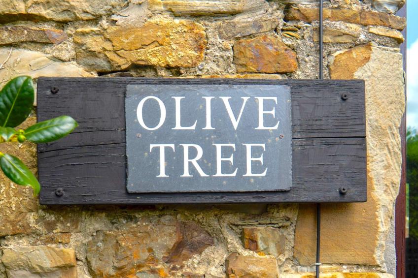 Olive Tree at Widemouth Bay - foto 5