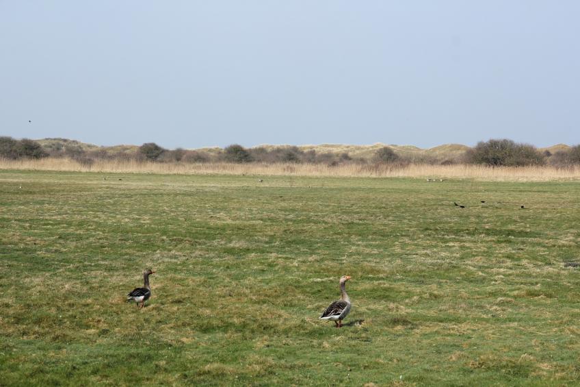 Villa ’t Hoogeland 106L - foto 20