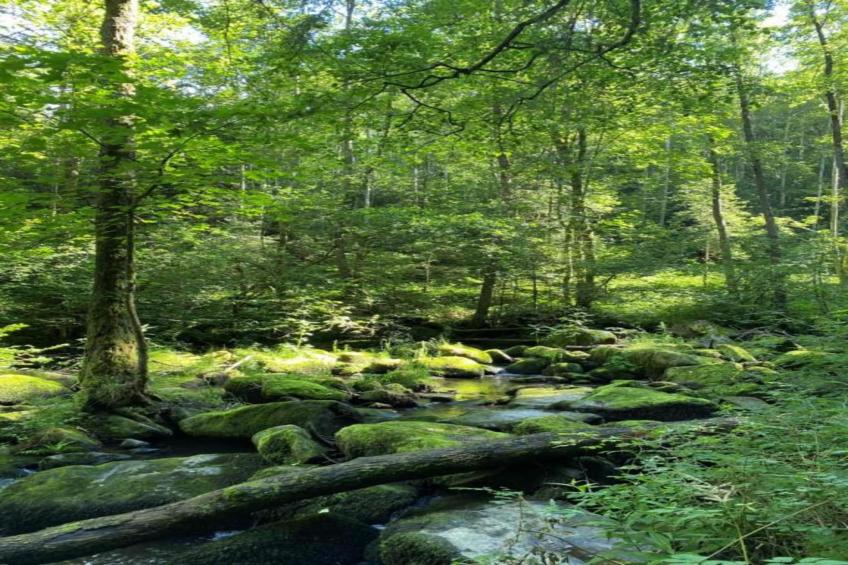 Bayerischer Wald - foto 24