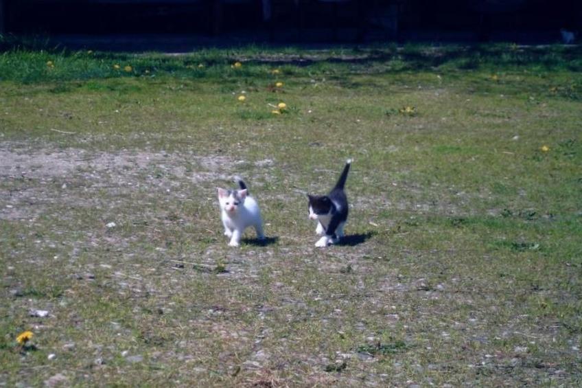 mit Meerblick - direkt an der Ostsee - foto 14