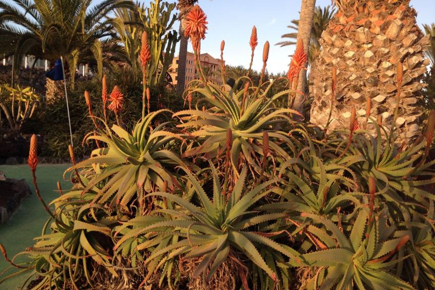 "Jandia" mit Wasserblick - foto 40