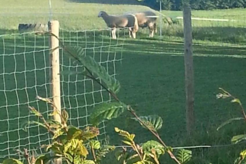 Eifel Domizil - foto 2