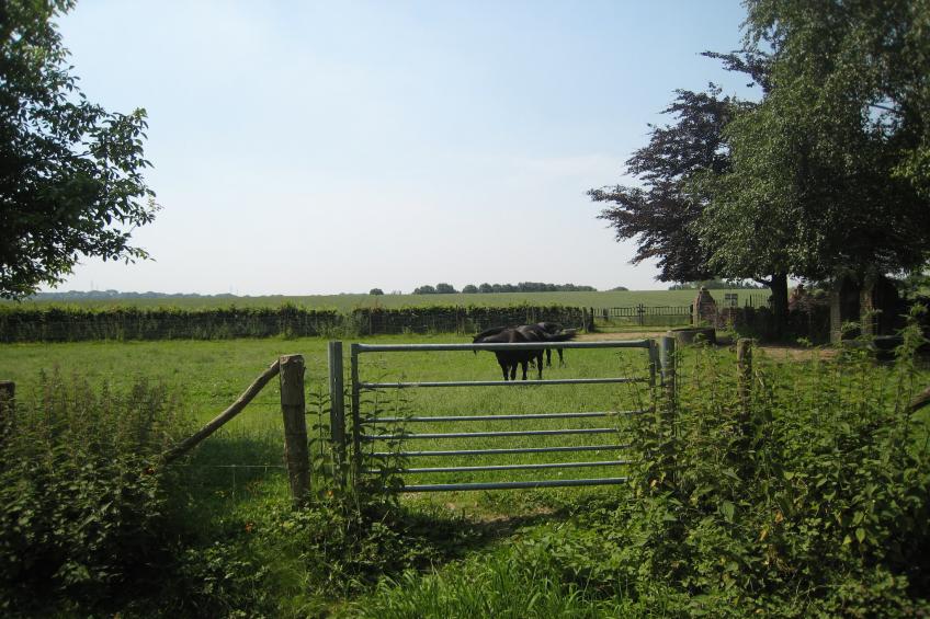 Meschermolen - foto 30