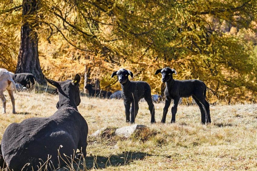 Chalet 1679 - foto 31