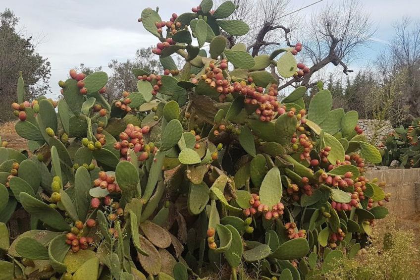 Villa Barone Landhaus mit Pool - foto 44