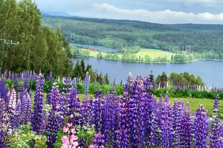 Tolles Ferienhaus in Sunne mit Großer Terrasse - foto 13