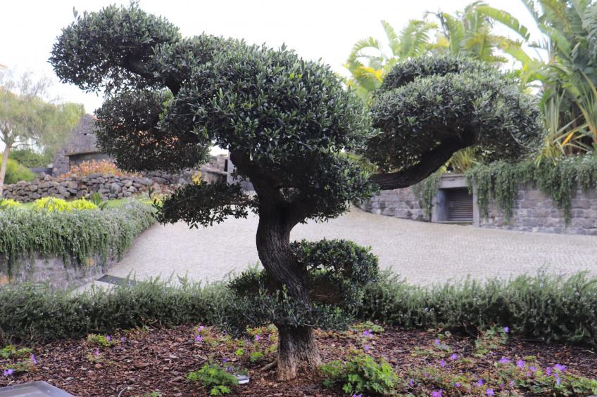 VILLA BONSAI - foto 46