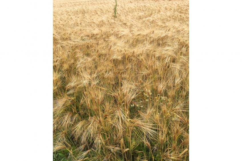 Biezenpolder - foto 33