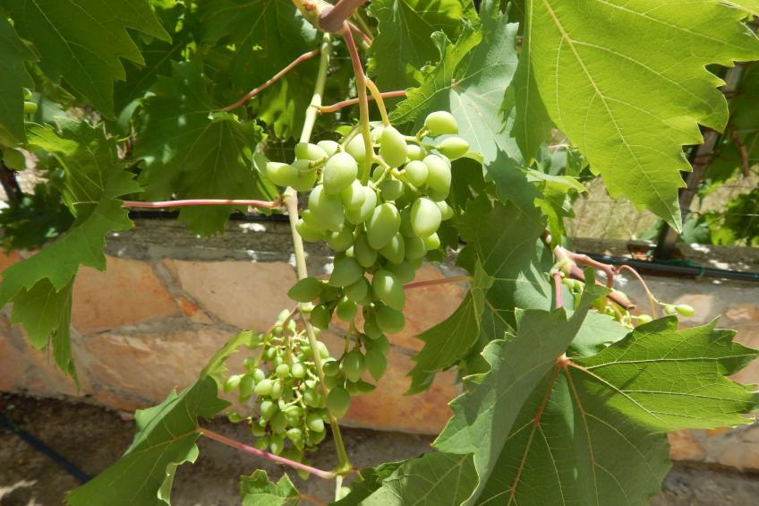 für 4 Personen ca. 60 m² in Milna auf Brac, Adriaküste Kroatien (Kroatisch - foto 41