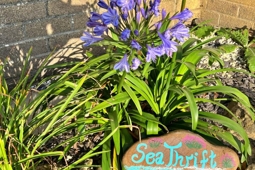 Sea Thrift at Widemouth Bay - foto 10