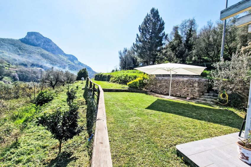 Le radici dell´ulivo - foto 2