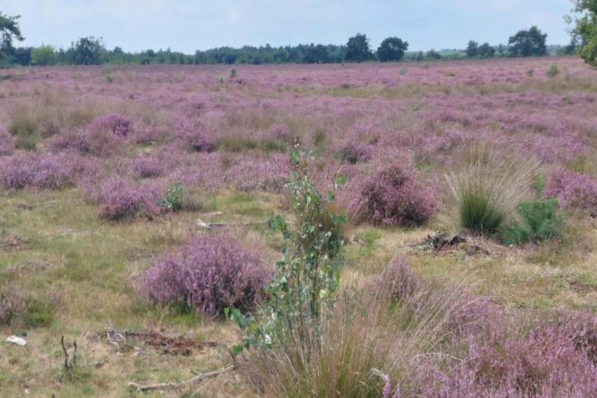 Park De Peel 5 - foto 28