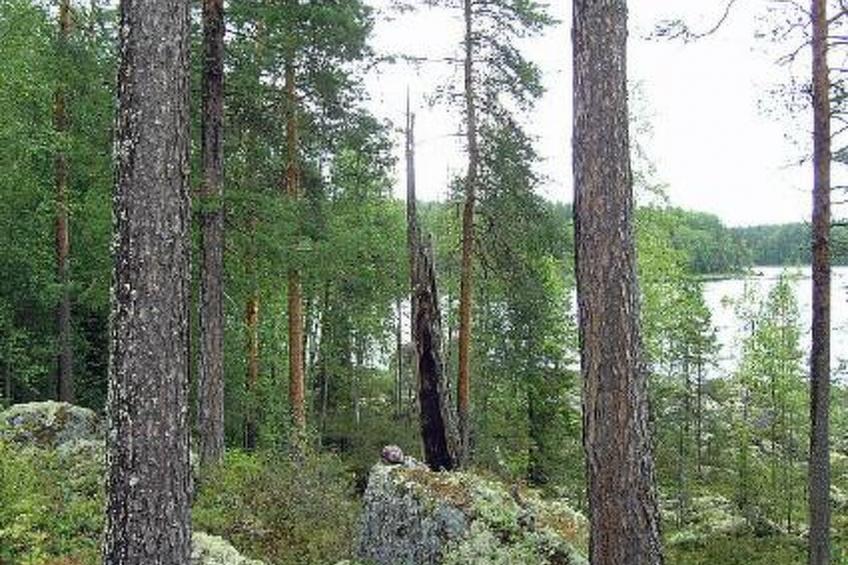 Louhiranta - foto 30