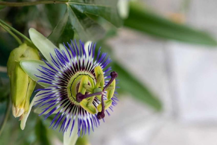 Appartement in Le Bar-Sur-Loup mit Eigenem Garten - foto 19