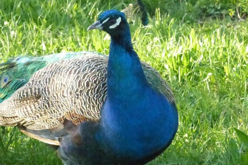 Domäne mit Terrasse, Grill und Garten - foto 38