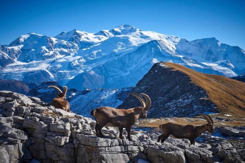 Les Portes du Grand Massif 2 - foto 33